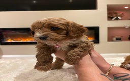 Cavapoo dogs for sale: Outstanding F1B Cavapoo puppies - Image 14