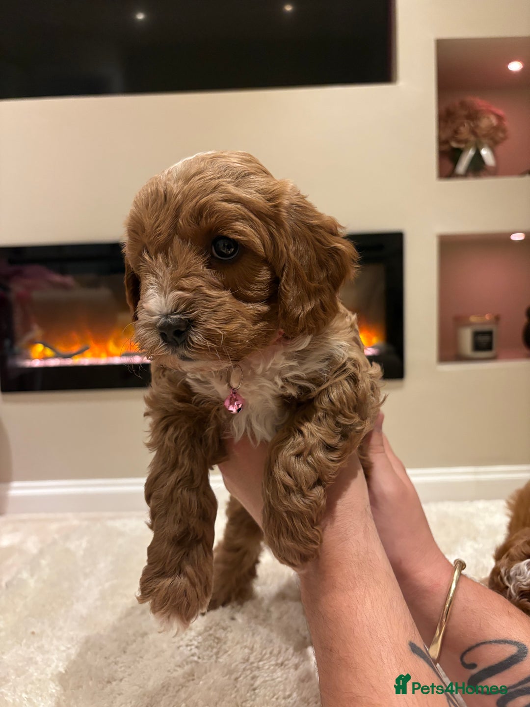 Cavapoo dogs for sale: Outstanding F1B Cavapoo puppies - Image 14