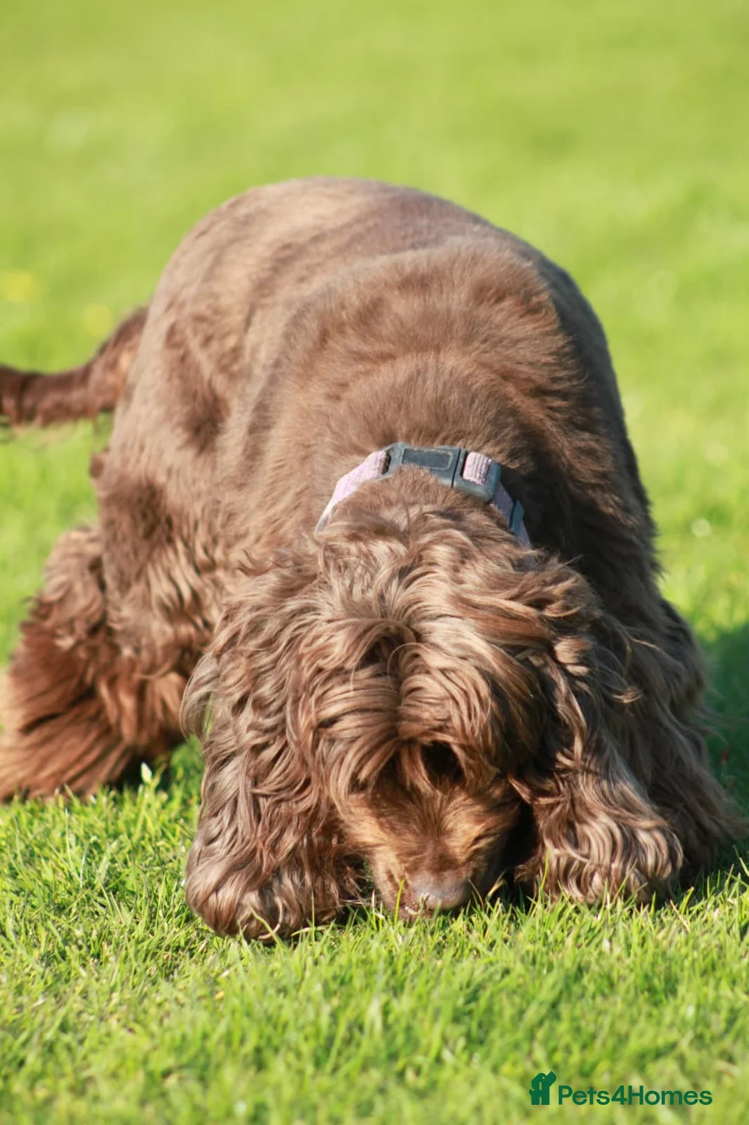 Cocker Spaniel dogs for sale: Loverly kc registered brown show cocker spaniel  in Doncaster - Advert 4