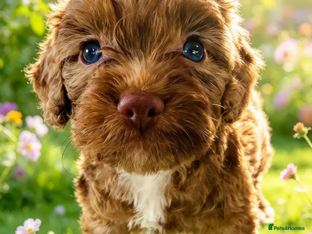Cockapoo dogs for sale: DNA CLEAR, READY NOW, Last stunning Merle Cockapoo - Advert 14