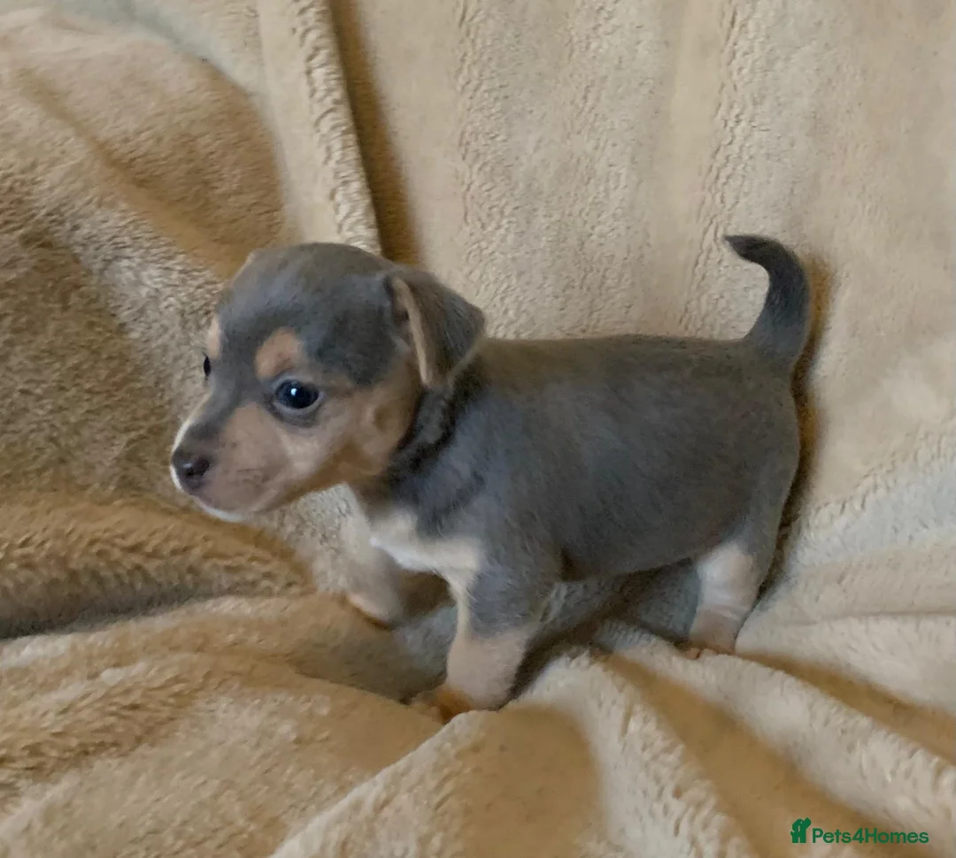Jack Russell dogs for sale: Exceptional unusual coloured mini JR puppies - Advert 6