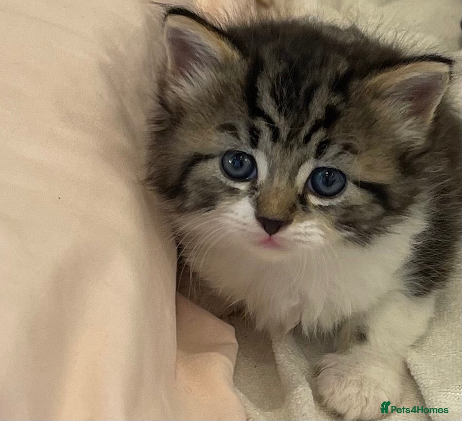 British Longhair cats 3 Fluffy Cuddly Kittens looking for homes - Advert 12