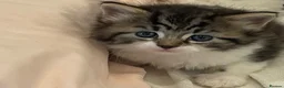British Longhair cats for sale: 3 Fluffy Cuddly Kittens looking for homes - Advert 1