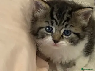 British Longhair cats 3 Fluffy Cuddly Kittens looking for homes - Advert 1