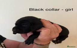 Mixed Breed dogs for sale: Pointer-vizsla-dor puppies - Image 7