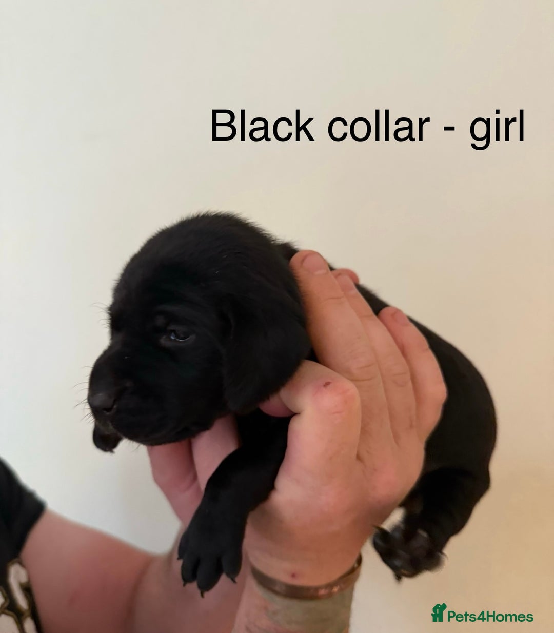 Mixed Breed dogs for sale: Pointer-vizsla-dor puppies - Image 7