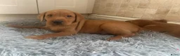 Labrador Retriever dogs for sale: KC Fully Health Tested Labrador Puppies  - Advert 9