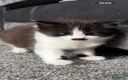 Mixed Breed cats for sale: Gorgeous fluffy kitten - Image 2