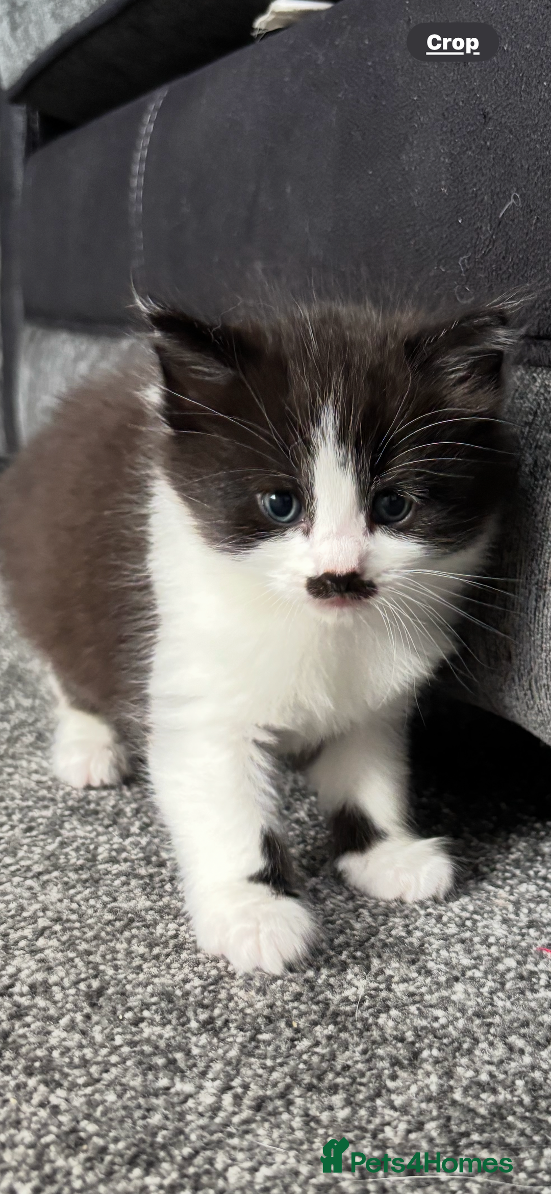 Mixed Breed cats for sale: Gorgeous fluffy kitten - Image 2