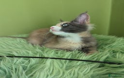 Maine Coon cats for sale: Beautiful Pedigree Maine Coon Kittens  - Image 26