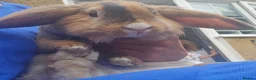 Mixed Breed rabbits for sale: Bunny's  - Advert 14
