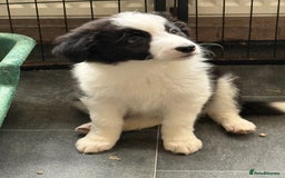 Border Collie dogs for sale: Beautiful border collie puppies  - Image 2