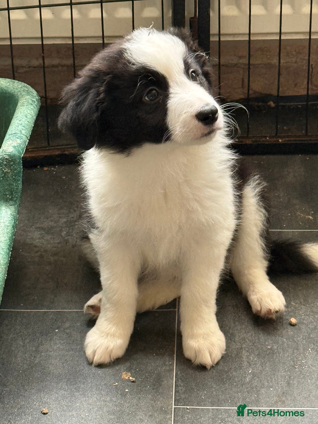 Border Collie dogs for sale: Beautiful border collie puppies  - Image 2