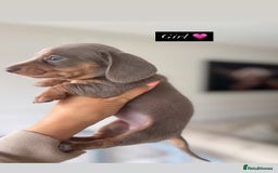 Miniature Dachshund dogs for sale: Stunning KC true miniature dachshund puppies - Image 7
