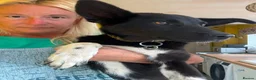 Mixed Breed dogs for adoption: Zora - Norwich Norfolk  in Norwich - Advert 7