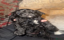 Cockapoo dogs for sale: Cockatoo pups - Advert 8