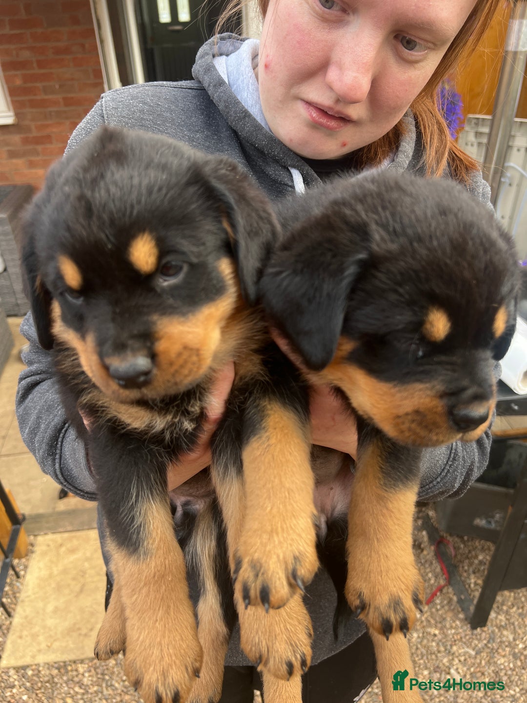 Rottweiler dogs for sale: Rottweiler babies  - Image 3