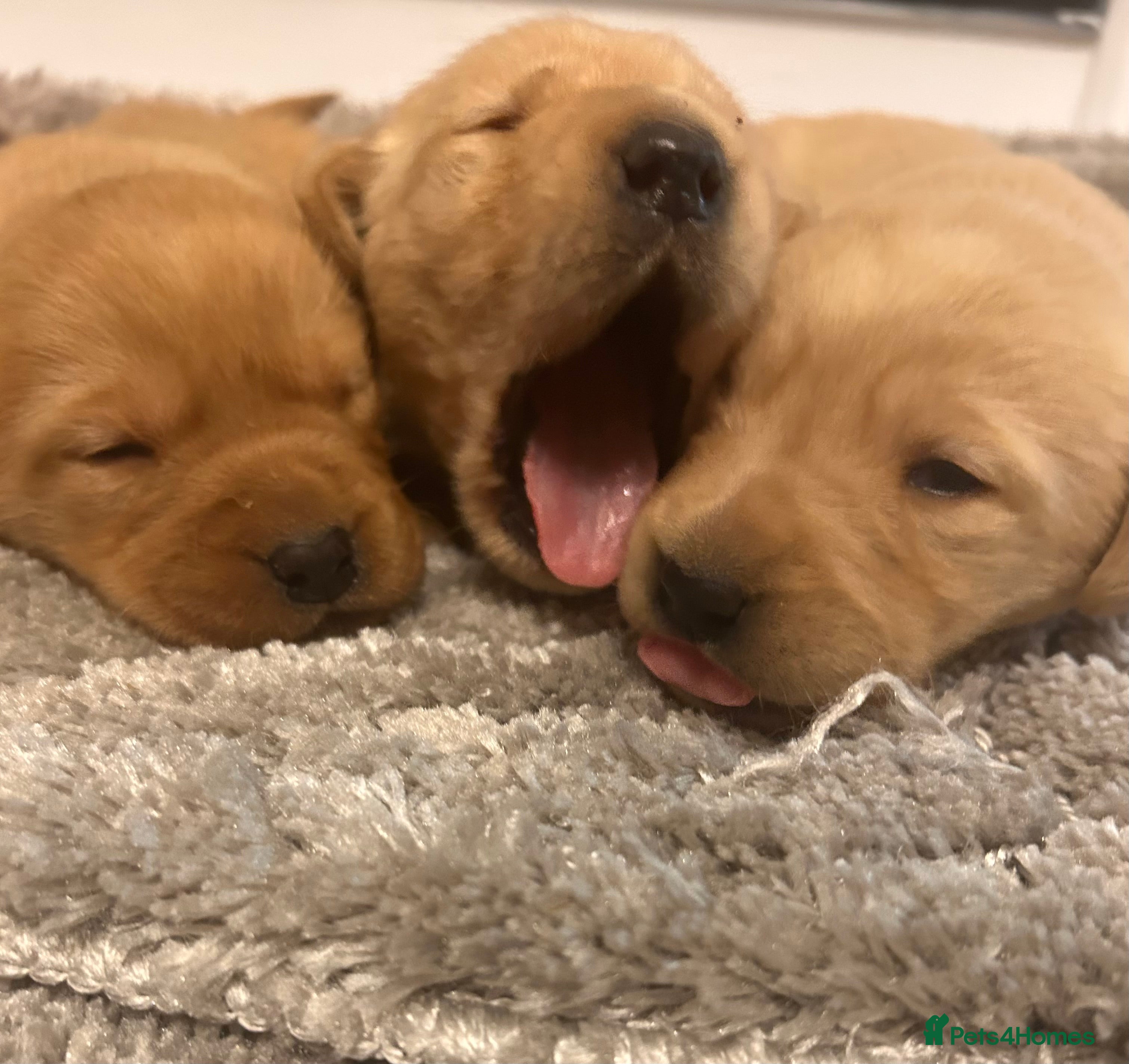 Labrador Retriever dogs Adorable fox red Labrador puppies 2 girls left  - Advert 21