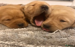 Labrador Retriever dogs for sale: Adorable fox red puppies  - Advert 1