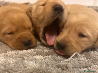 Labrador Retriever dogs Adorable fox red puppies - Advert 1