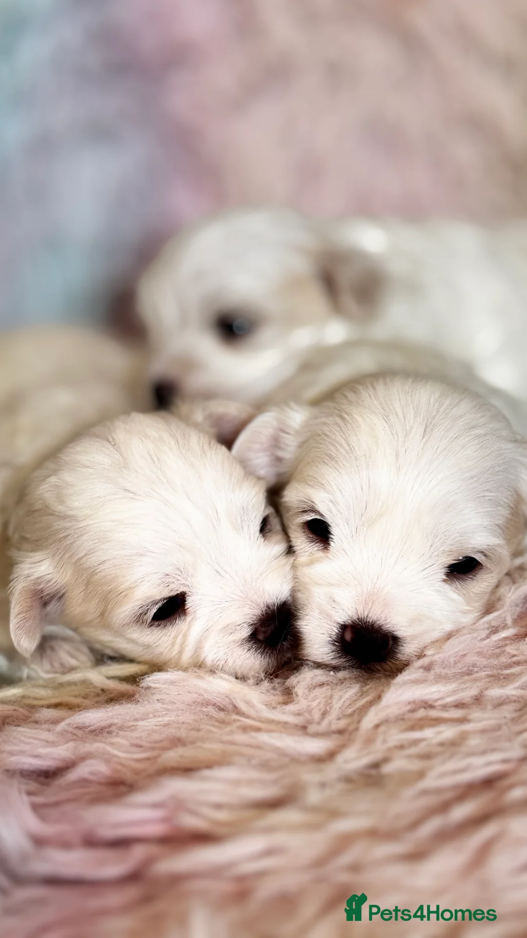 Maltese dogs for sale: Kc registered mini Maltese  - Advert 3