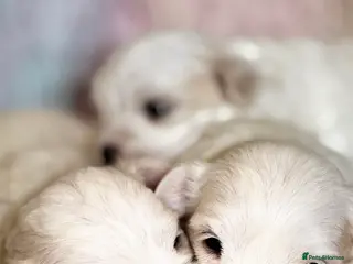 Maltese dogs Kc registered mini Maltese - Advert 16