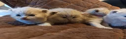 British Shorthair cats for sale: British Shorthair Lilac and Cream GCCF registered  - Advert 4