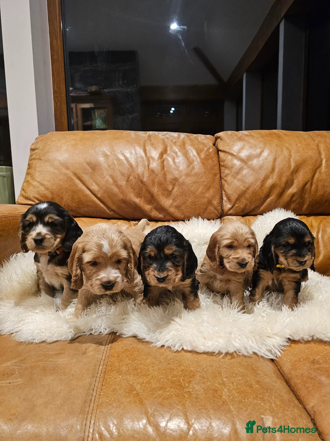 Cocker Spaniel dogs for sale: 5* Show Type Cocker Spaniels Villaspaniol Lines - Advert 15