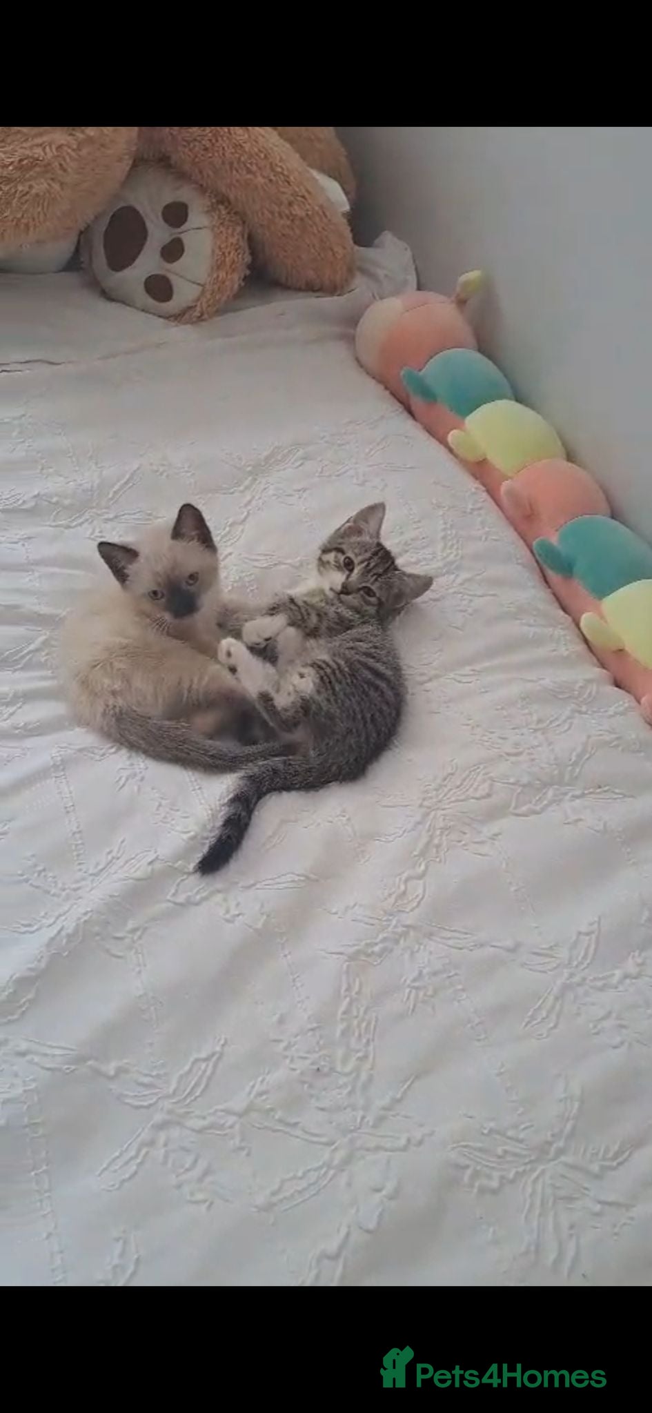 Mixed Breed cats 1 female kitten for sale - Advert 5