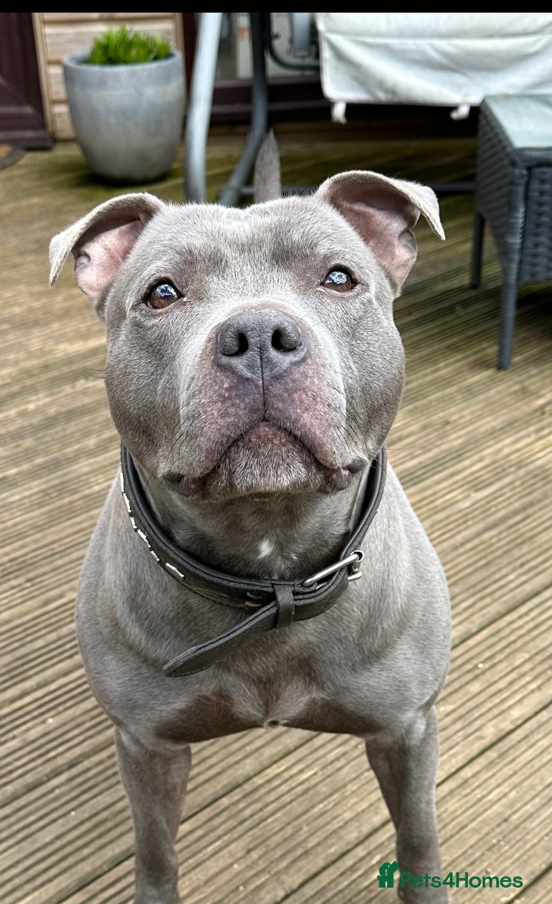 Staffordshire Bull Terrier dogs for stud: STUD…Blue Siras Champion Bloodlines   in Stroud - Image 2