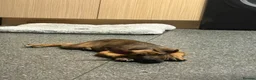 Mixed Breed dogs for sale: Beautiful Malinois cross German shepherd  - Advert 4
