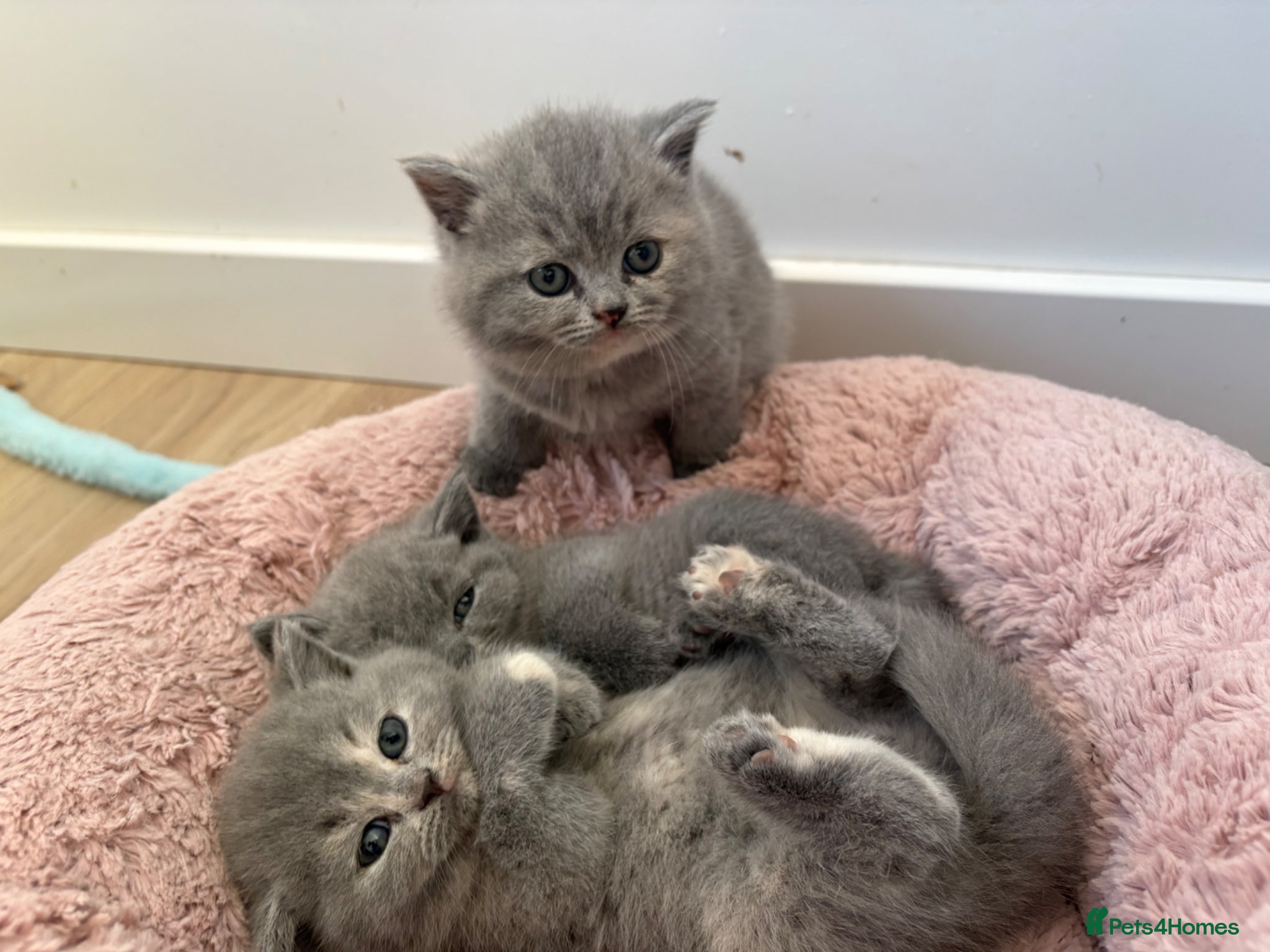 British Shorthair cats BRITISH SHORTHAIR KITTENS AVAILABLE 😻😻😻 - Advert 18