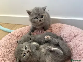British Shorthair cats BRITISH SHORTHAIR KITTENS AVAILABLE 😻😻😻 - Advert 18