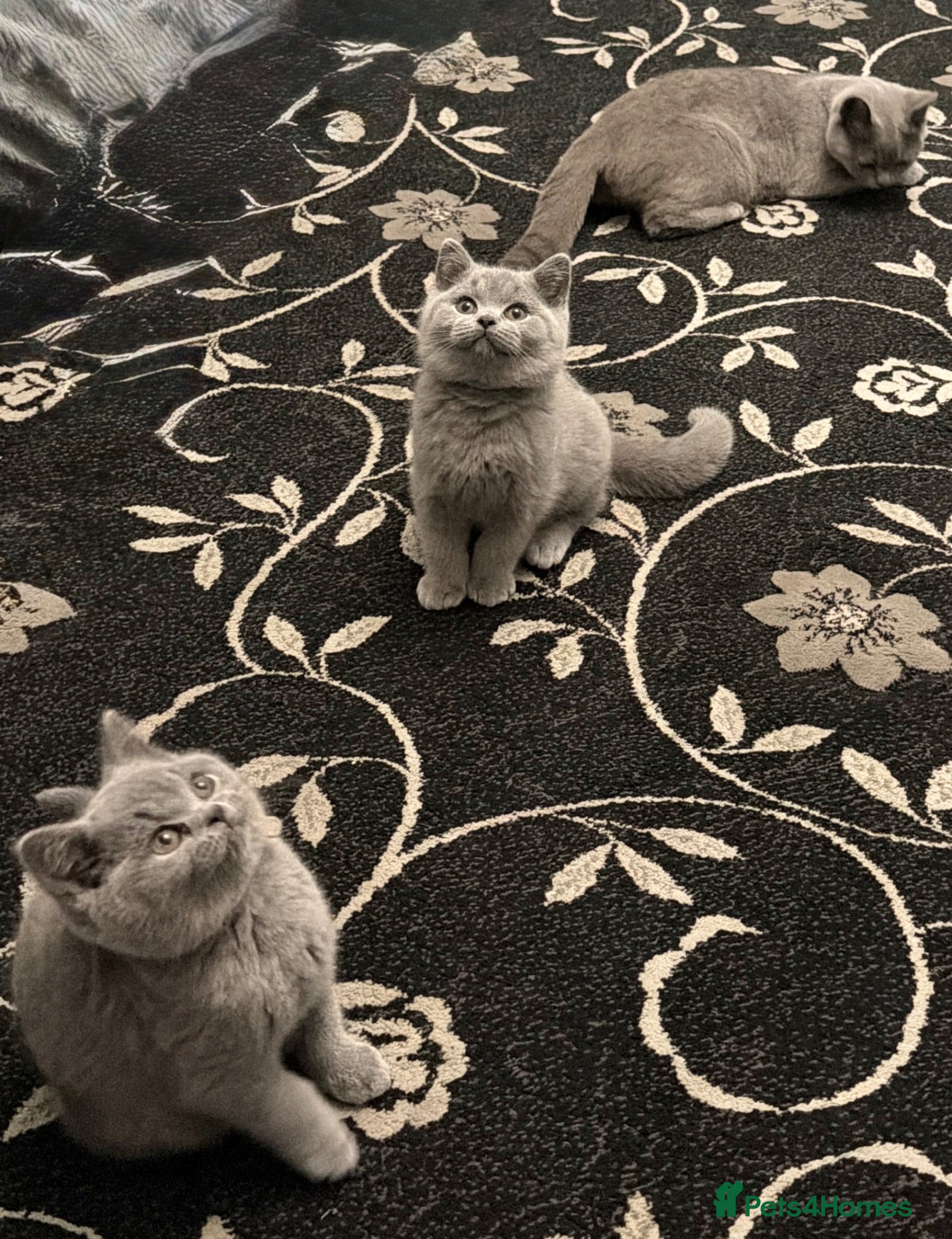 British Shorthair cats British Shorthair kittens  for sale  - Advert 2