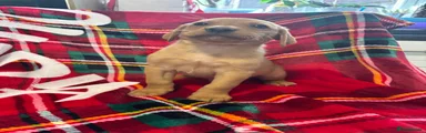 Labrador Retriever 2