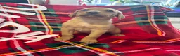 Labrador Retriever dogs for sale: Loving Labrador Puppies Seeking Forever Homes - Advert 12