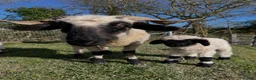 Sheep livestock for sale: Swiss Bred Valais Blacknose ewe Lamb - Advert 3