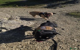 Frug dogs for sale: ✨ Rehoming 2 Lovely Dogs, You Can Adopt 1 or both - Advert 2