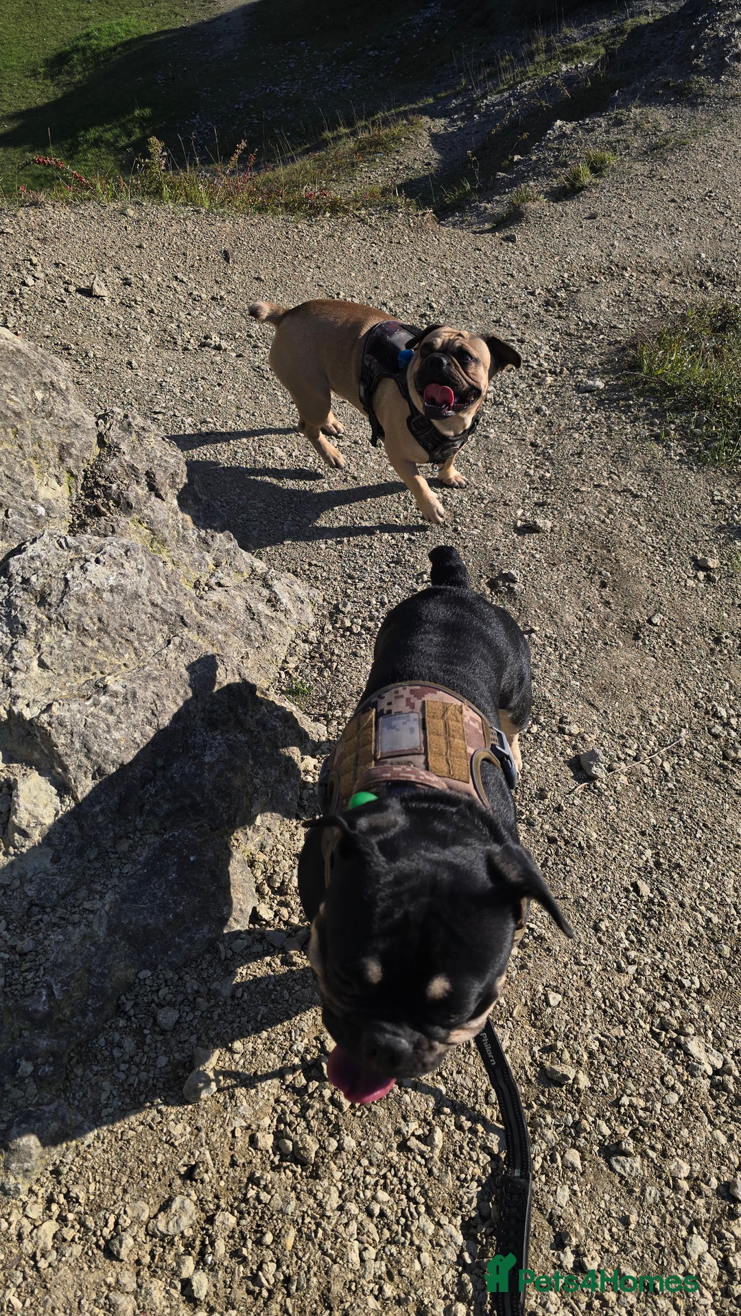 Frug dogs for sale: ✨ Rehoming 2 Lovely Dogs, You Can Adopt 1 or both - Advert 2