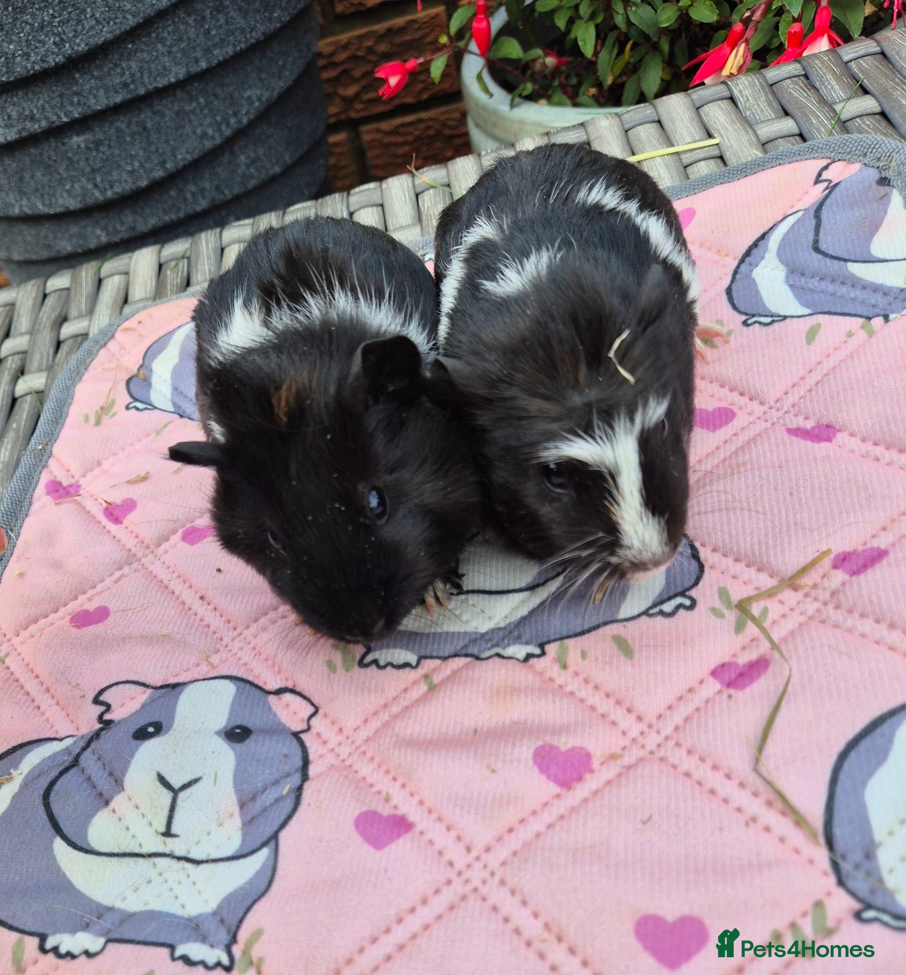 Guinea Pig rodents for sale: Beautiful Baby Female Guinea Pig Sisters - Advert 3