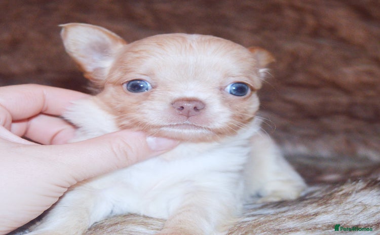 Chihuahua dogs - Advert 8