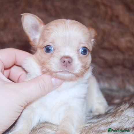 Chihuahua dogs - Advert 11