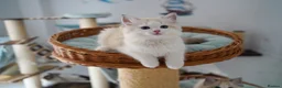 Ragdoll cats for sale: TICA registered seal lynx bicolor boy  - Advert 8
