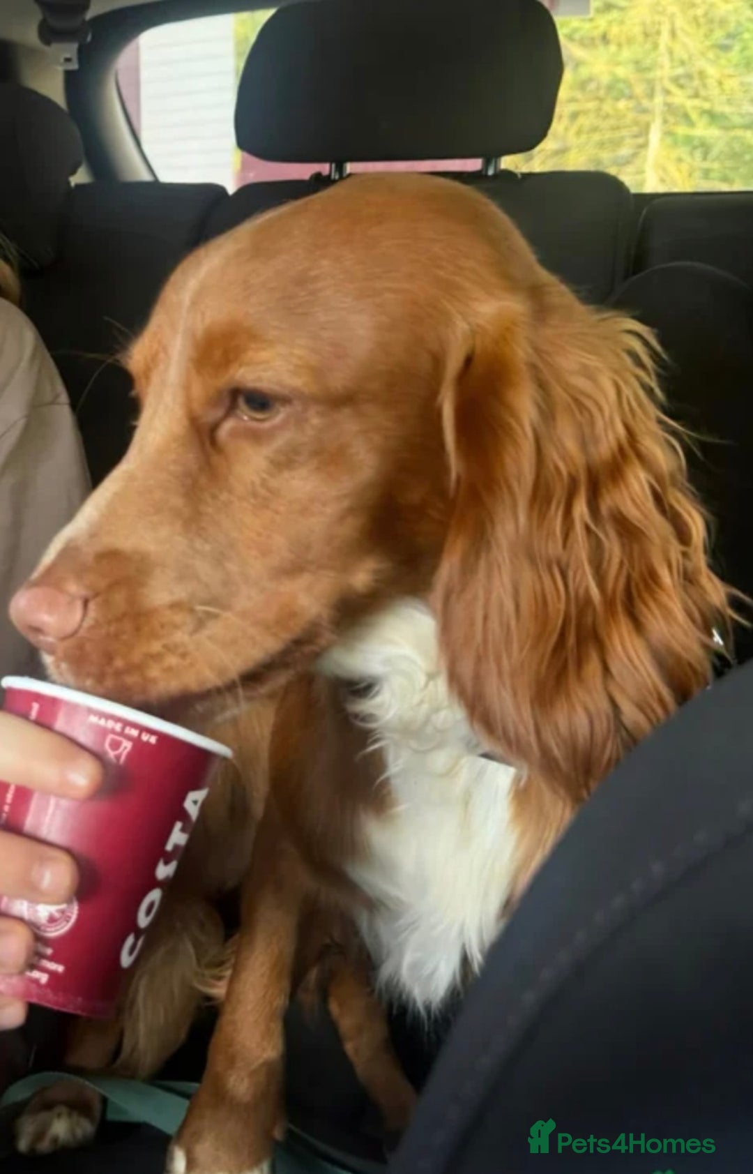 Cocker Spaniel dogs for sale: working cocker 15 weeks - Advert 4