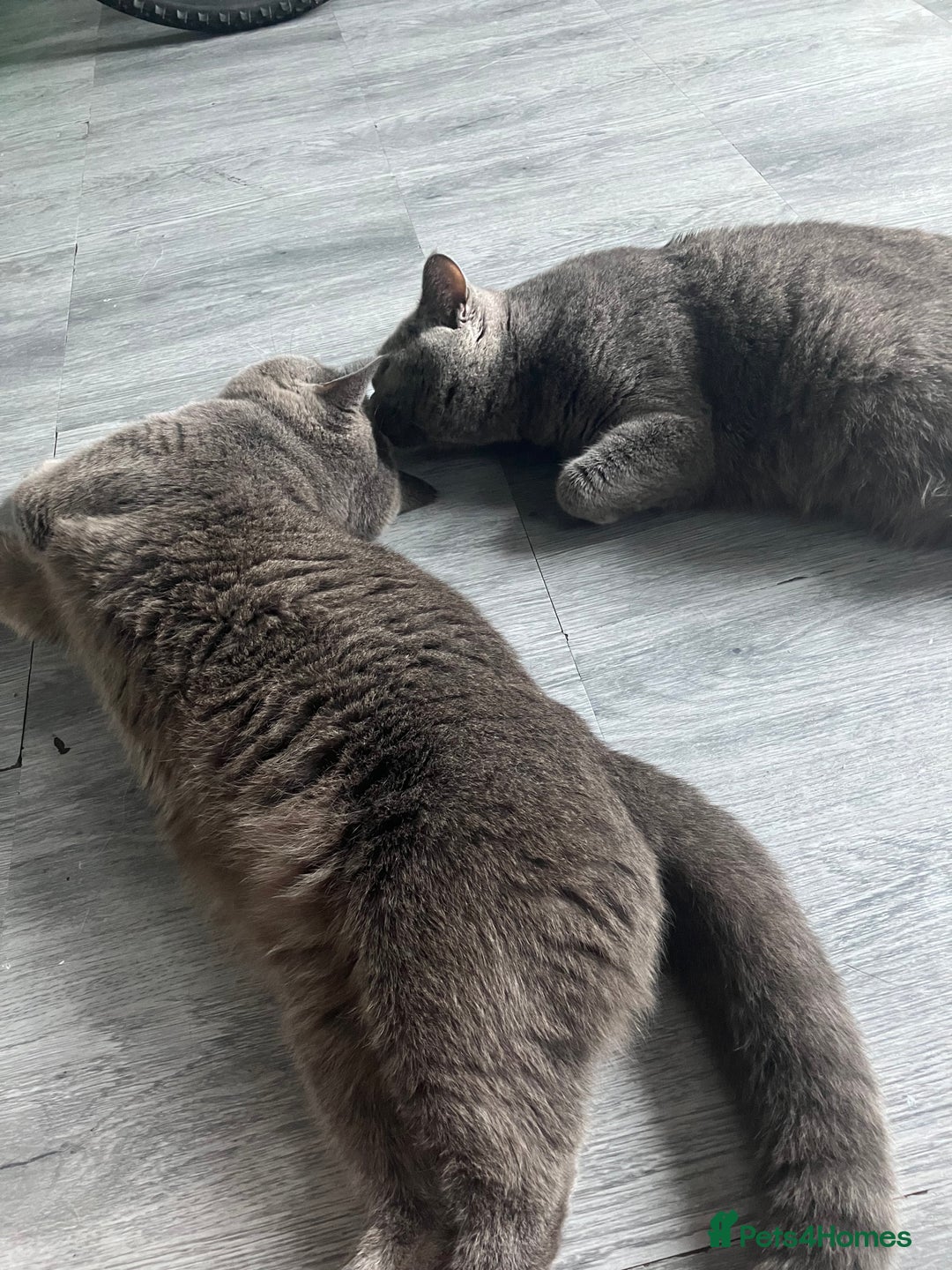 British Shorthair cats for sale: Beautiful British shorthair female kittens - Image 12