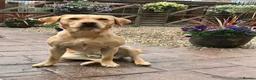 Labrador Retriever dogs for sale: Labrador Retriever Puppies - Advert 8