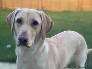 Labrador Retriever dogs Beautiful Fox Red Litter DUE 18th January - Advert 1
