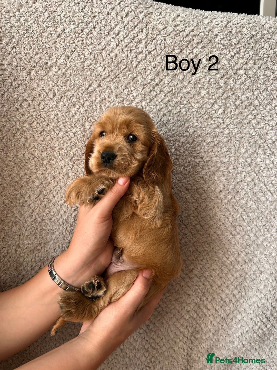 Cocker Spaniel dogs for sale: Golden English Show Cocker Spaniel puppies - Image 15