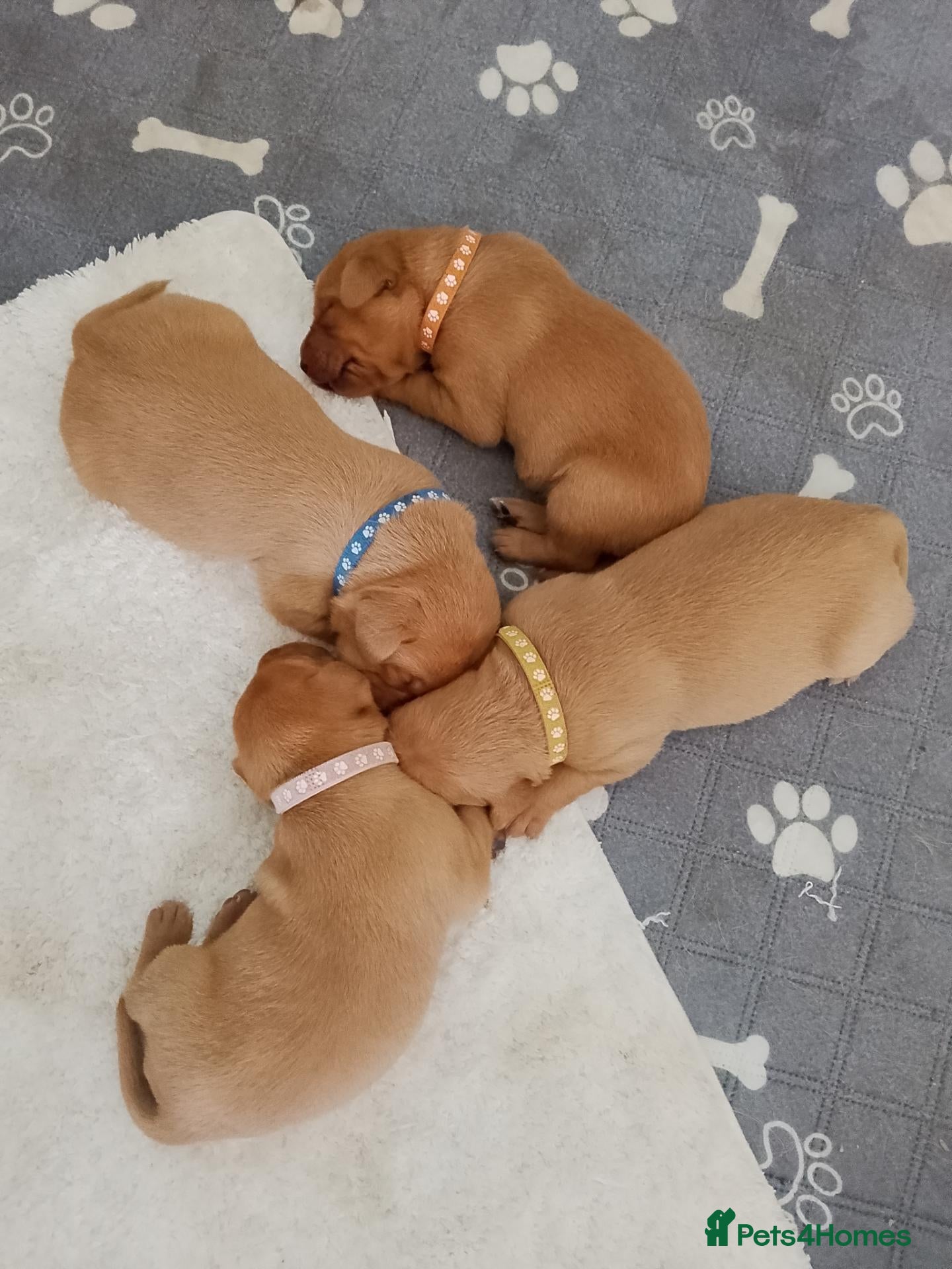 Labrador Retriever dogs Fox Red Labrador - Advert 12