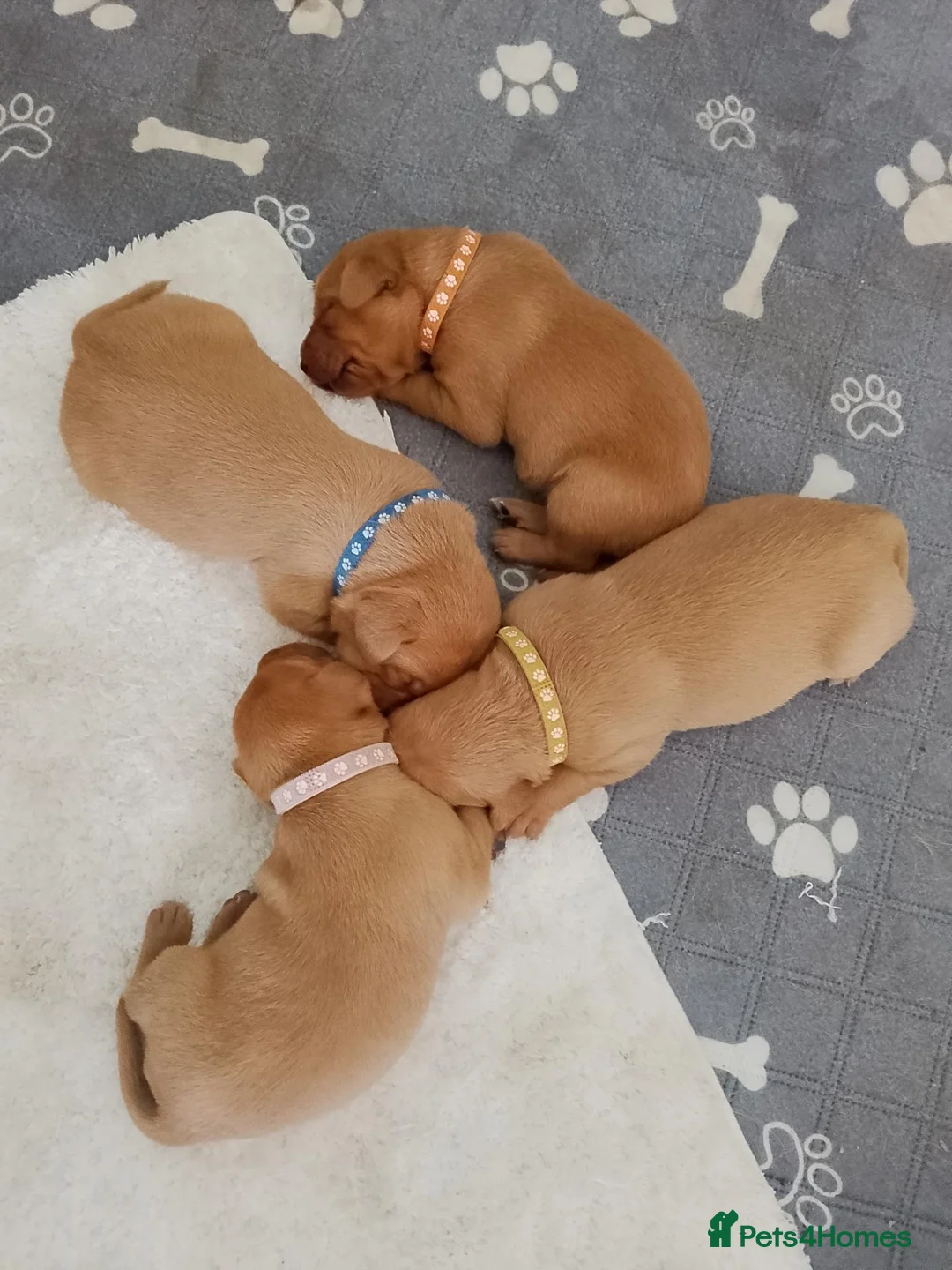 Labrador Retriever dogs for sale: Fox Red Labrador in Lanark - Advert 2